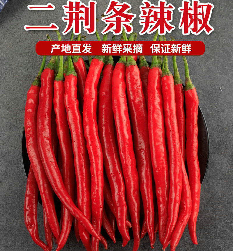 农家种植新鲜美人椒 青椒红椒红线椒新鲜二荆条椒红海椒辣椒酱线