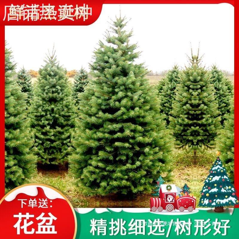 真圣诞树圣诞树真树 盆栽圣诞树 云杉圣诞树活的圣诞树真松树包邮
