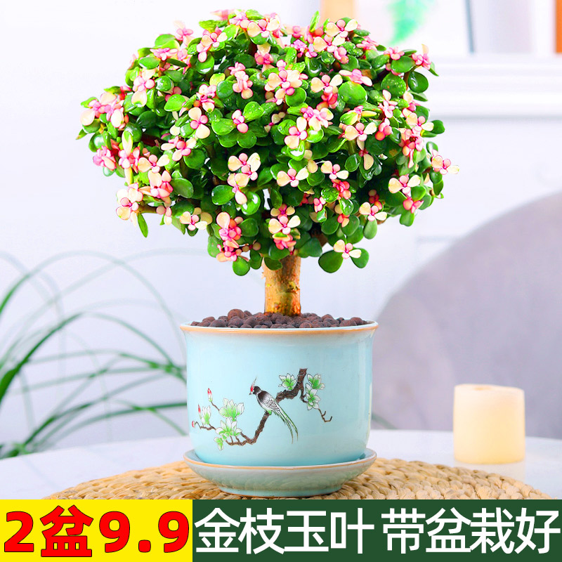 金枝玉叶四季开花好养植物