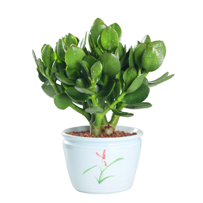 大叶玉树盆栽老桩多肉