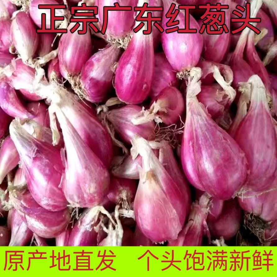 广东本地红葱头干葱头火葱正宗新鲜小香葱熬葱油特香商用包邮5斤