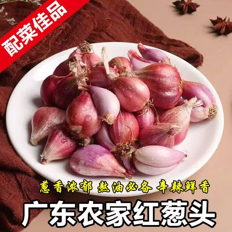 正宗广东红葱新鲜火葱香葱干葱头小葱农家四季小香葱头火葱头批发