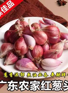 正宗广东红葱新鲜火葱香葱干葱头小葱农家四季小香葱头火葱头批发