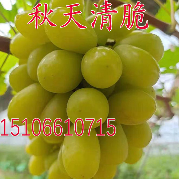 果树苗 秋天清脆葡萄苗 玉龙玫瑰葡萄树苗南方北方种植盆栽地栽