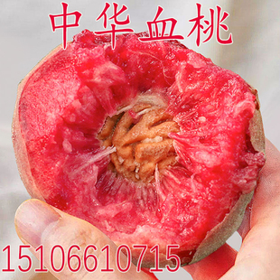 中华血桃苗 嫁接苗红肉桃猪血桃紫肉血桃苗 春雨血桃树苗当年结果