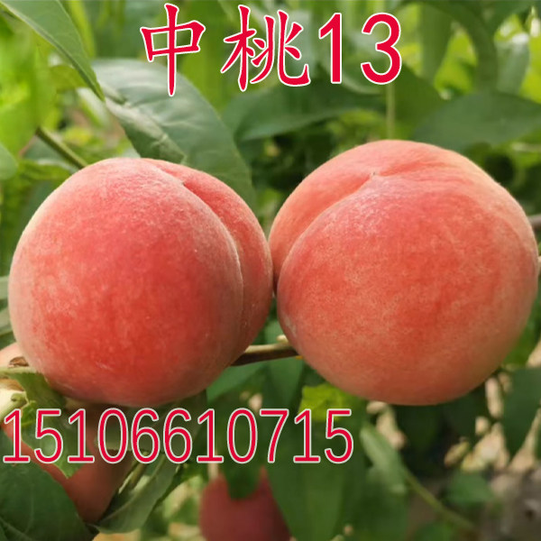 早熟毛桃苗品种 中桃13号桃苗 嫁接桃树苗果树苗果苗南方北方种植