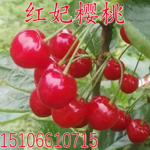 红妃樱桃苗南方品种乌皮红玛瑙樱桃苗当年结果南方北方种植果树苗