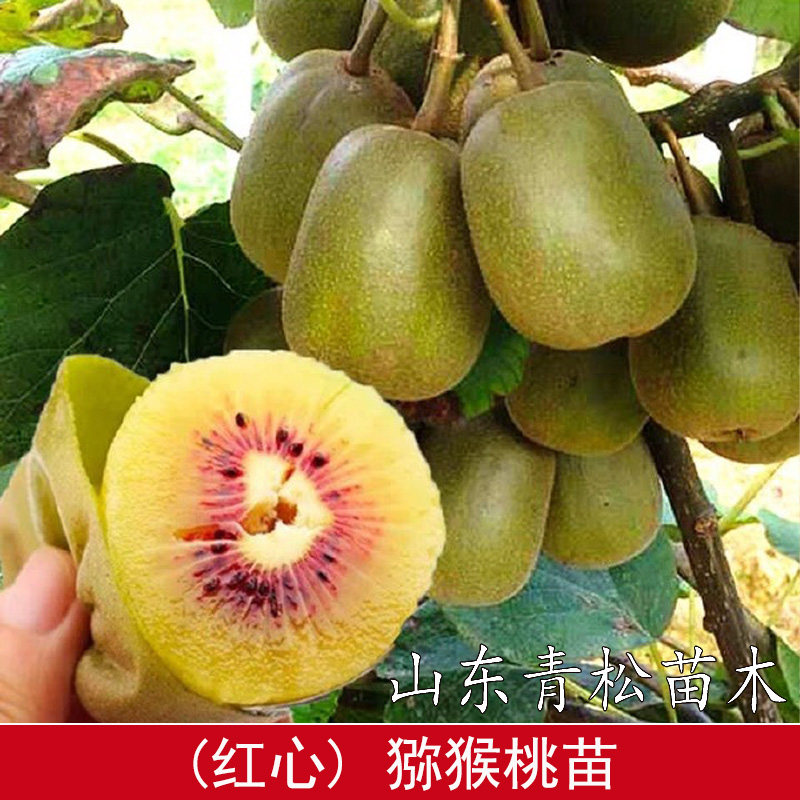 红心猕猴桃树果苗嫁接徐香软枣盆