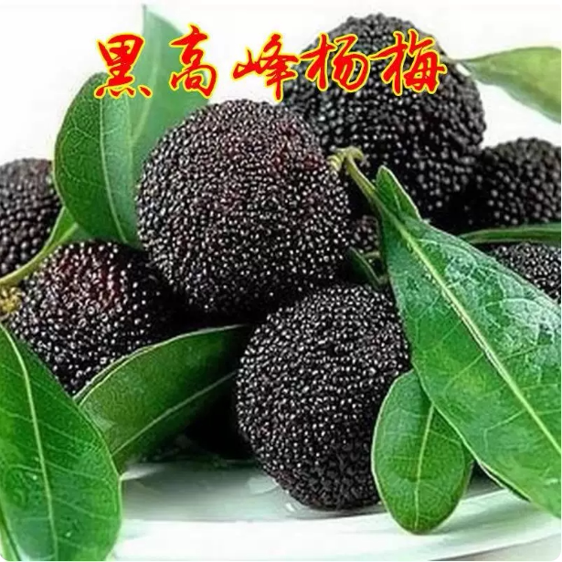 台湾黑高峰杨梅苗 比东魁杨梅早熟的杨梅 嫁接大果黑杨梅当年结果