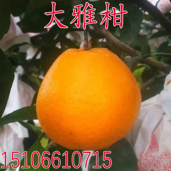 大雅柑桔苗 大雅一号 果树苗耙耙柑 嫁接柑桔子树苗 晚熟橘子树苗