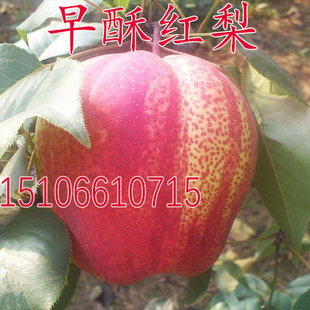 奇红早酥梨彩虹梨果树苗 早酥红梨苗 嫁接梨树苗果苗南方北方种植