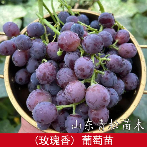 老品种玫瑰香葡萄树苖盆栽庭院爬藤耐寒葡萄苗南北方种植