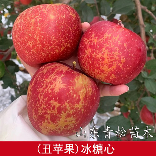 云南昭通丑苹果树苗嫁接特大冰糖心苹果树果苗南方北方盆地栽种植