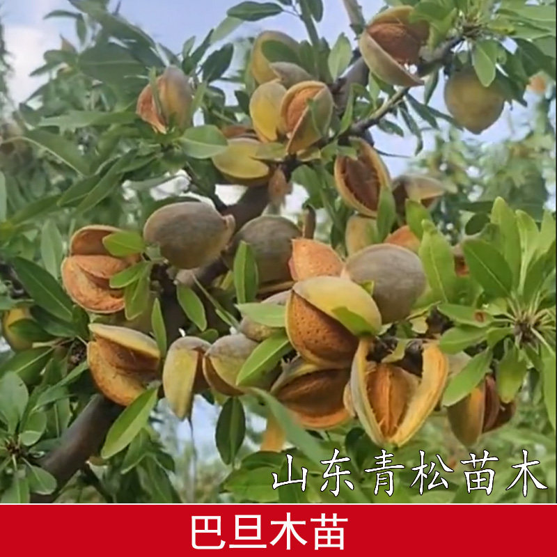美国大杏仁树苗巴旦木树苗扁桃苗加州甜杏仁坚果树苗南方北方种植