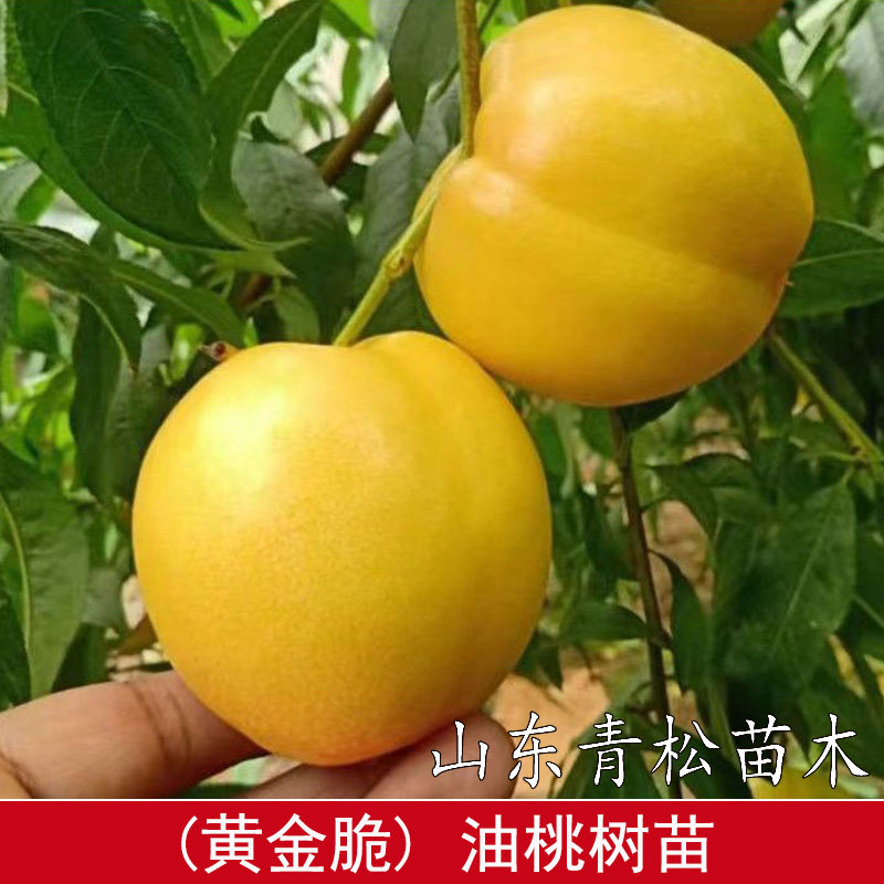 黄金脆油桃 黄油桃苗嫁接桃树苗