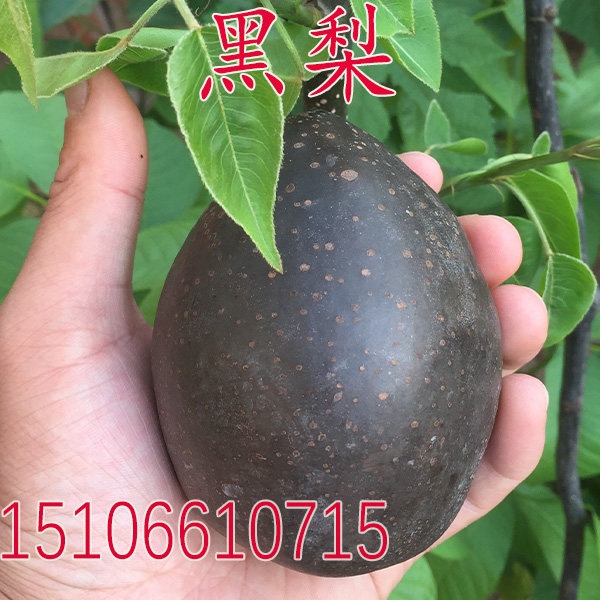 果树苗黑皮黑肉梨 嫁接梨树苗 意大利黑梨梨树苗南方北方种植果苗