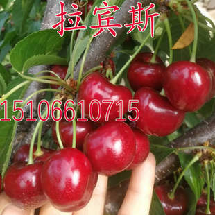 果树苗拉宾斯樱桃苗大樱桃树苗当年结果南方北方种樱桃品种授粉树