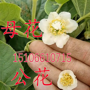 黄金奇异果徐香红心红阳红华猕猴桃授粉树 公树 软枣猕猴桃雄株