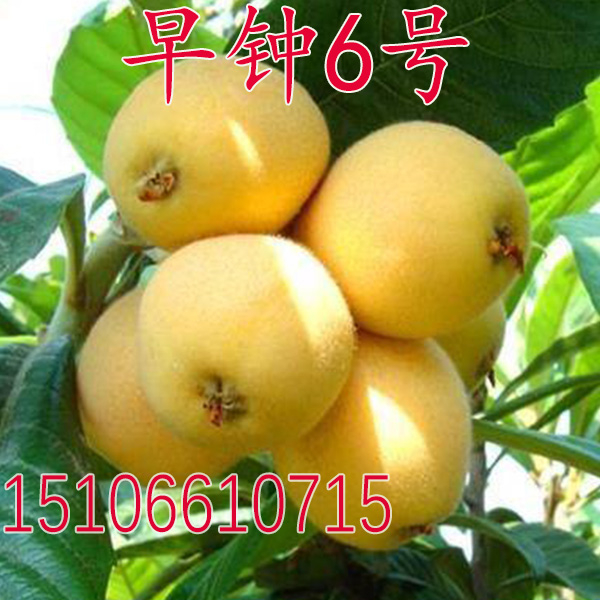 果树苗 早钟6号枇杷苗嫁接枇杷树苗大五星枇杷苗当年结果盆栽地栽