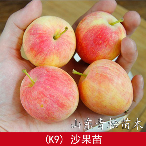 东北K9小沙果苗 小苹果树苗鸡心海棠果苗当年结果树南方北方种植