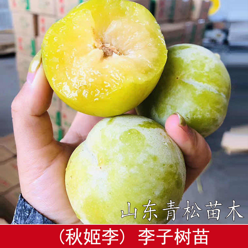 秋姬李子树苗特大软脆八月李子苗