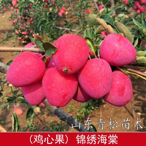 嫁接抗冻东北鸡心果苹果苗酸甜耐寒锦绣海棠小苹果树苗南北方种植