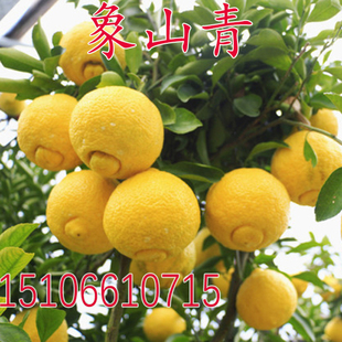 春香桔柚嫁接苗 象山青 黄金贡柚柑橘子树苗甜橘柚苗当年结果