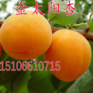 果树苗嫁接杏子树苗 金太阳杏苗 大黄杏树苗当年结果南方北方种植