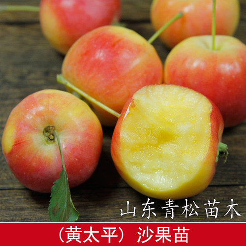 耐寒东北秋红沙果酸甜海棠果苹果树苗矮化盆栽庭院黄太平小苹果苗