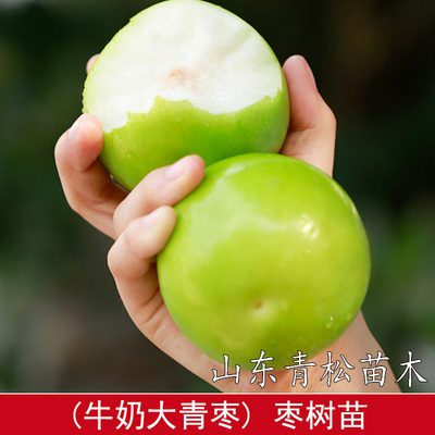 大青枣苗台湾大青枣苗树苗牛奶枣蜜丝枣嫁接苗甜脆枣子苗当年结果