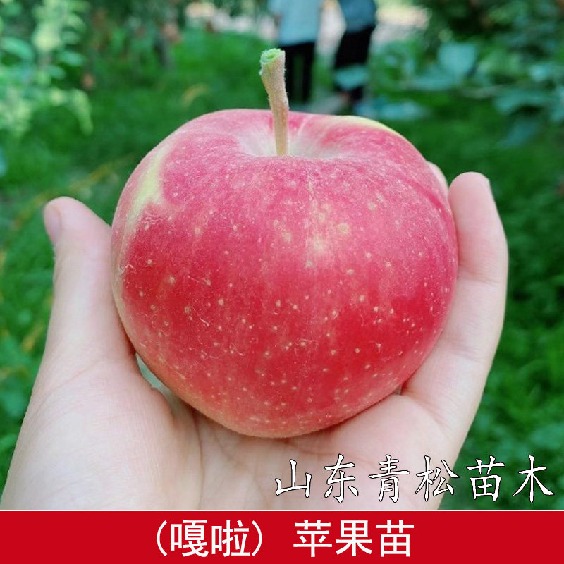 嫁接早熟太平洋嘎啦苹果树苗矮化盆栽庭院地栽苹果苗南方北方种植图片