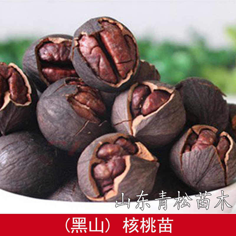美国黑山核桃苗小胡桃黑珍珠香核桃树苗果树果苗南方北方种植