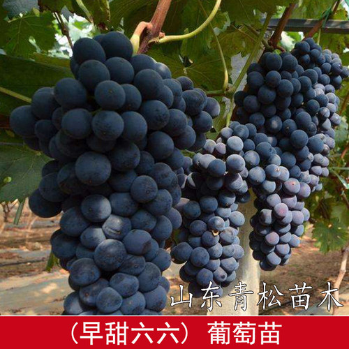 新品种极早甜66葡萄苗耐寒不裂果南方北方地栽葡萄苗当年结果包邮