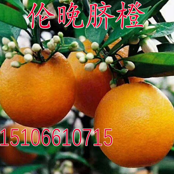早熟晚熟甜橙苗新品种 伦晚脐橙苗 嫁接橙子树苗脐橙树苗当年结果