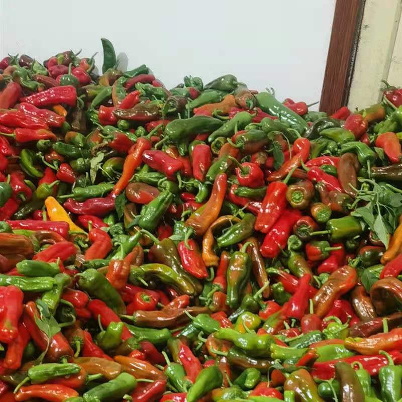 农家自种新鲜花辣椒乌红紫大泡椒虎皮椒现摘5斤皮薄肉厚青红辣椒