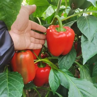 彩椒新鲜蔬菜灯笼椒青椒甜椒绿色圆椒彩色菜椒现摘大青椒农家种植