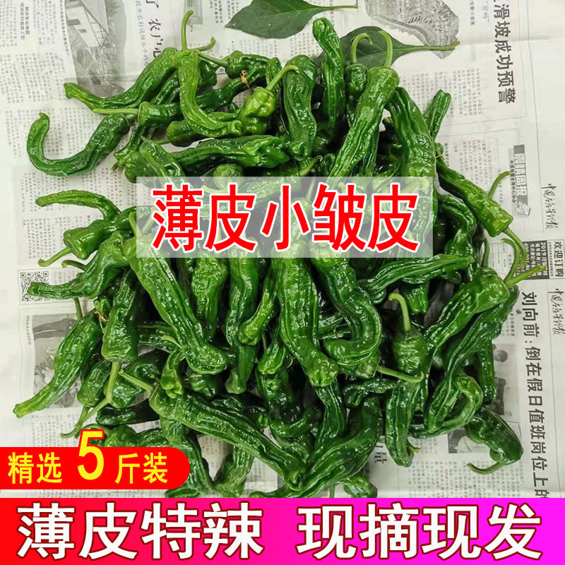 现摘辣椒鲜代旺小皱皮螺丝椒