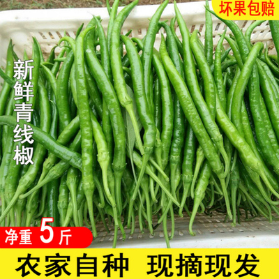 农家自种5斤当季现摘二荆条辣椒