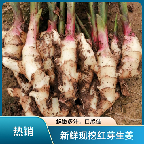 新鲜5斤现挖红芽农家自种嫩姜