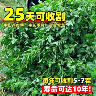 紫花苜蓿草种籽多年生牧草种子四季养殖喂羊牛鸡鸭鹅草鱼牧草种籽