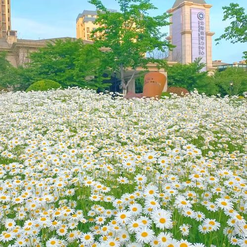 大滨菊种子雏菊洋甘菊阳台庭院室外格桑花卉花种籽子四季播种开花