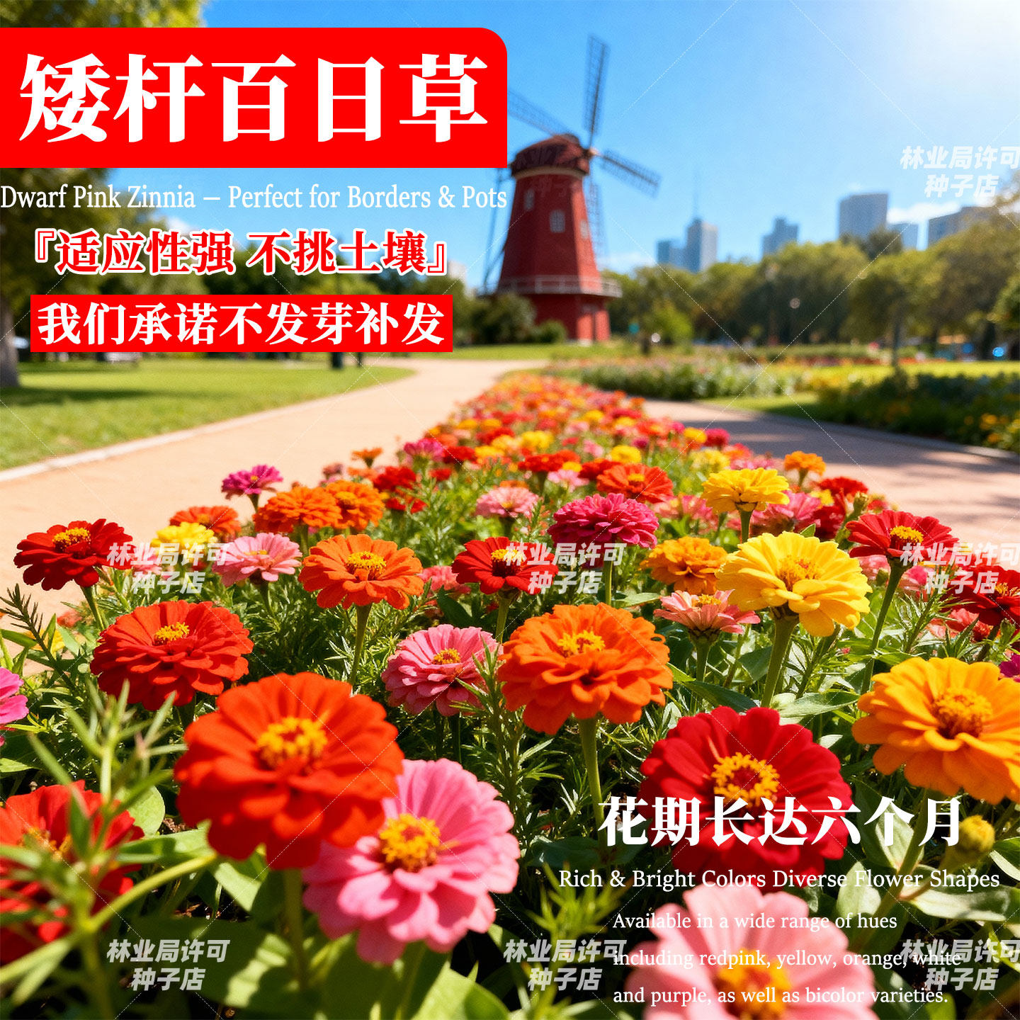百日草花籽重瓣百日菊花种子四季播种开花庭院阳台盆栽混色花种籽