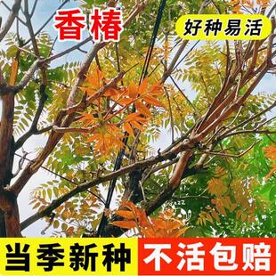 香椿籽种子种四季红油香椿树苗芽苗菜香春芽种孑水培种植香椿树种