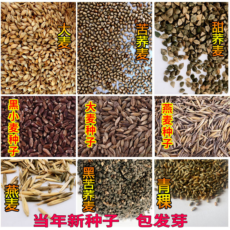 甜荞麦种子苦荞红甜高粱大四季黑小麦燕薏米青稞杂粮籽米杂粮散装