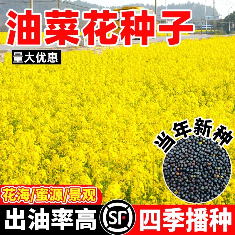观赏油菜花种子彩色油菜花籽种高产矮杆榨油南方种四季油菜种籽孑