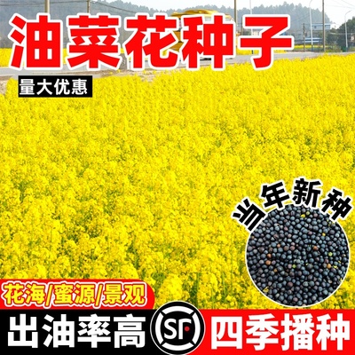 观赏油菜花种子彩色油菜花籽种高产矮杆榨油南方种四季油菜种籽孑