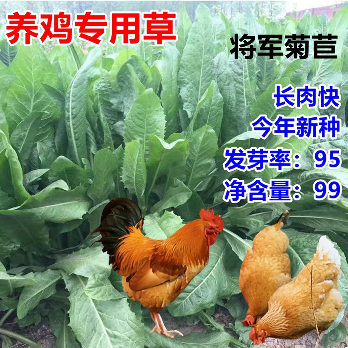 将军菊苣草籽养鸡专用草鸡吃的草大叶菊苣草种净籽牧草种喂鸡菜种