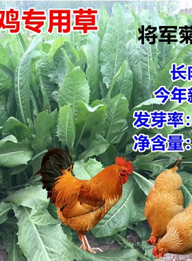 将军菊苣草籽养鸡专用草鸡吃的草大叶菊苣草种净籽牧草种喂鸡菜种