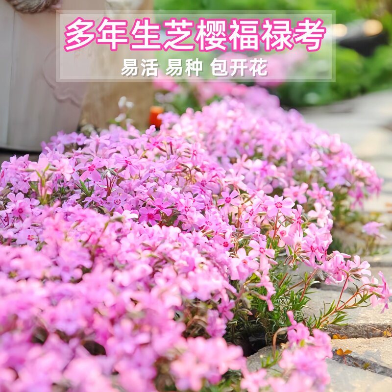 耐寒芝樱花种子低矮福禄考花籽花种四季室外北方阳台盆栽花籽花种图片