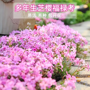 耐寒芝樱花种子低矮福禄考花籽花种四季室外北方阳台盆栽花籽花种